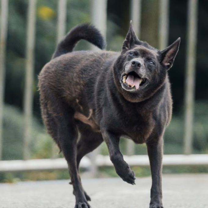 The dog, from the shelter's listing