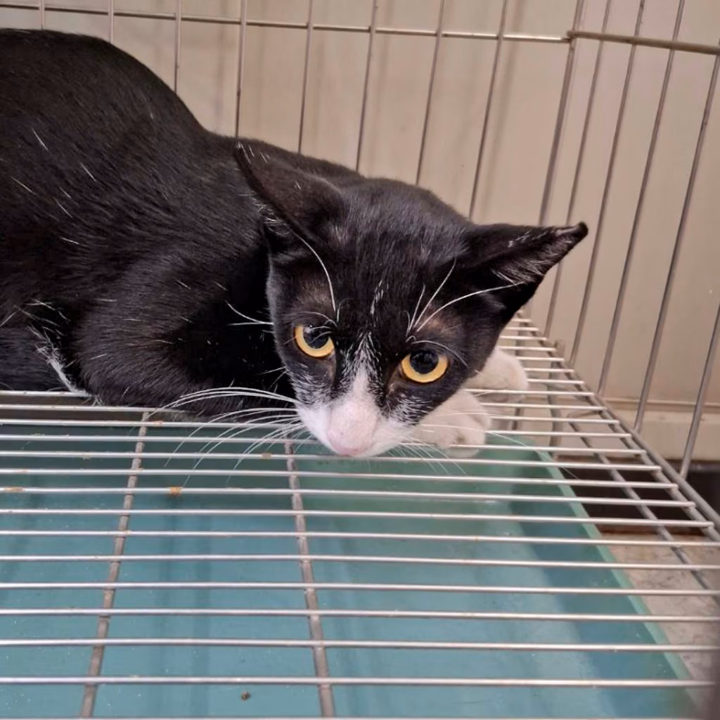 The cat, from the shelter's listing