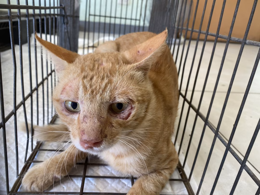 The cat, from the shelter's listing