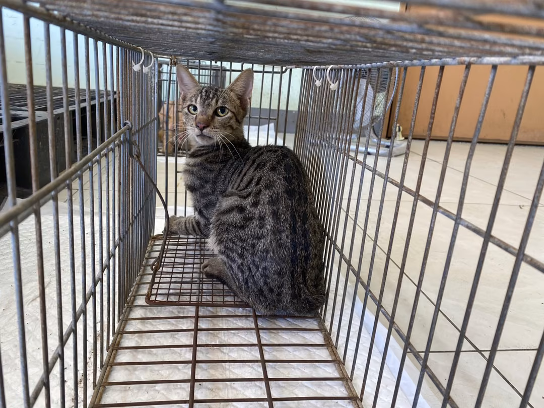 The cat, from the shelter's listing