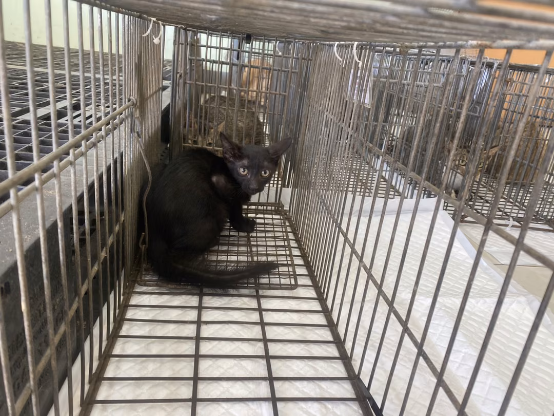 The cat, from the shelter's listing