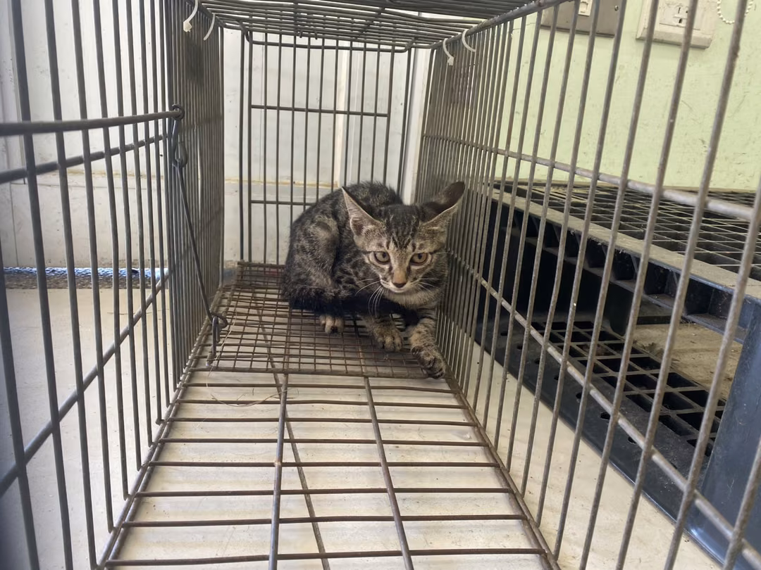 The cat, from the shelter's listing