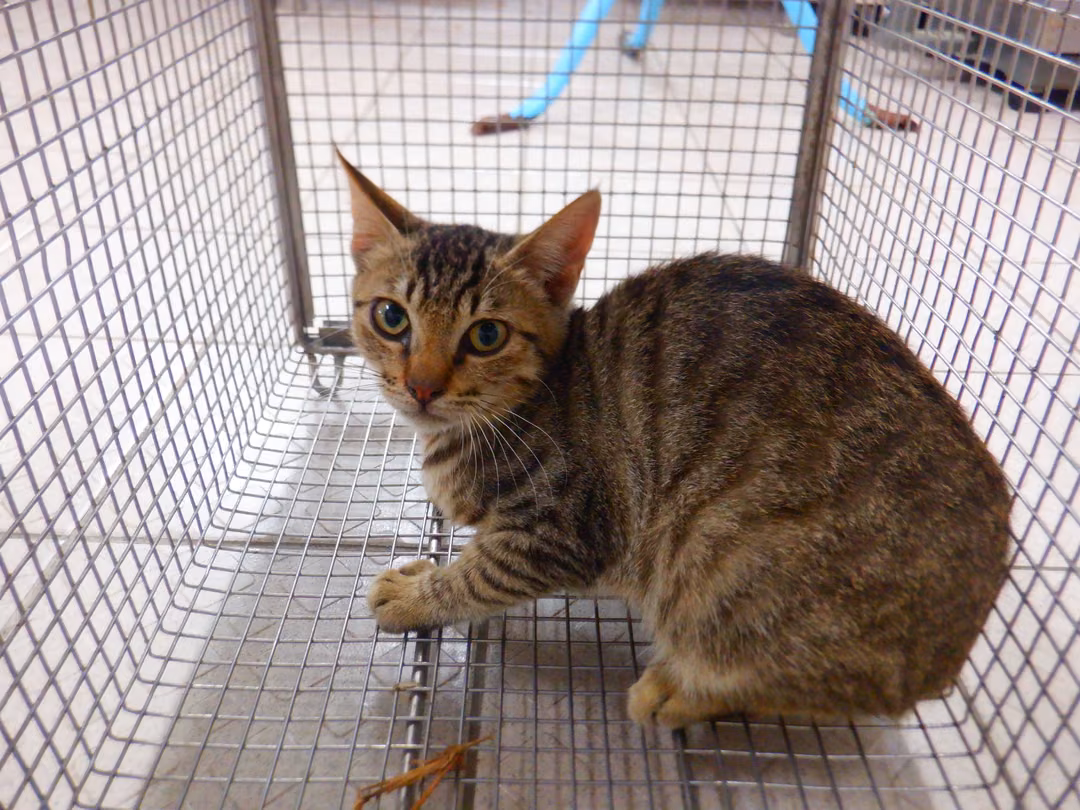 The cat, from the shelter's listing