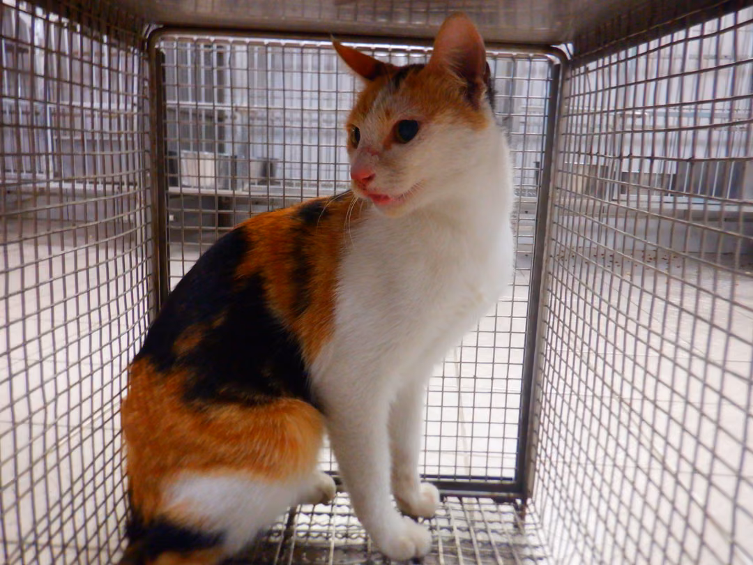 The cat, from the shelter's listing