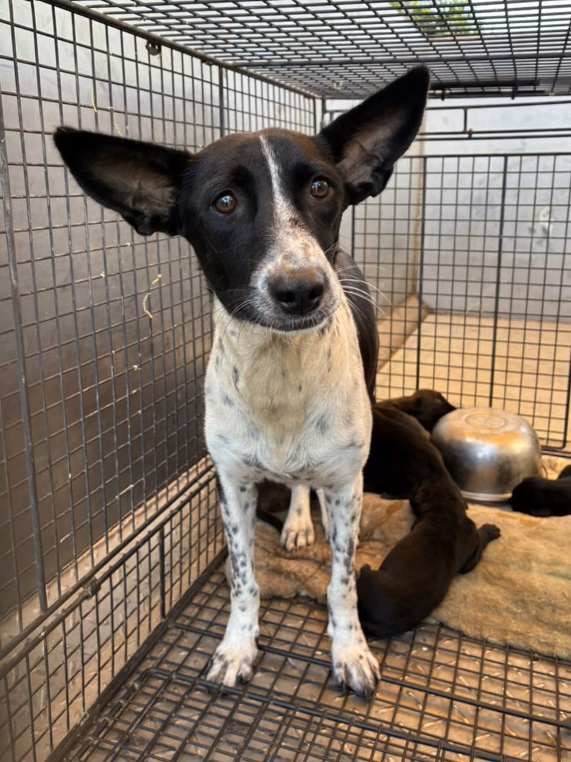The dog, from the shelter's listing