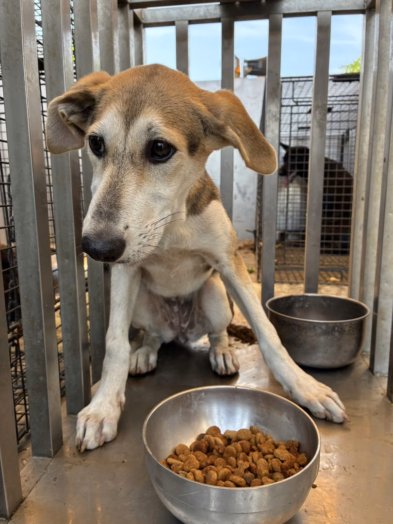 The dog, from the shelter's listing