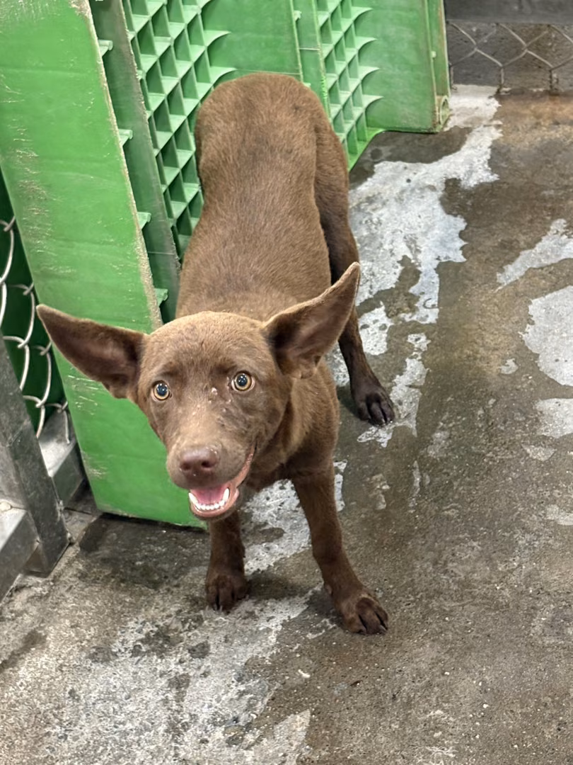 The dog, from the shelter's listing