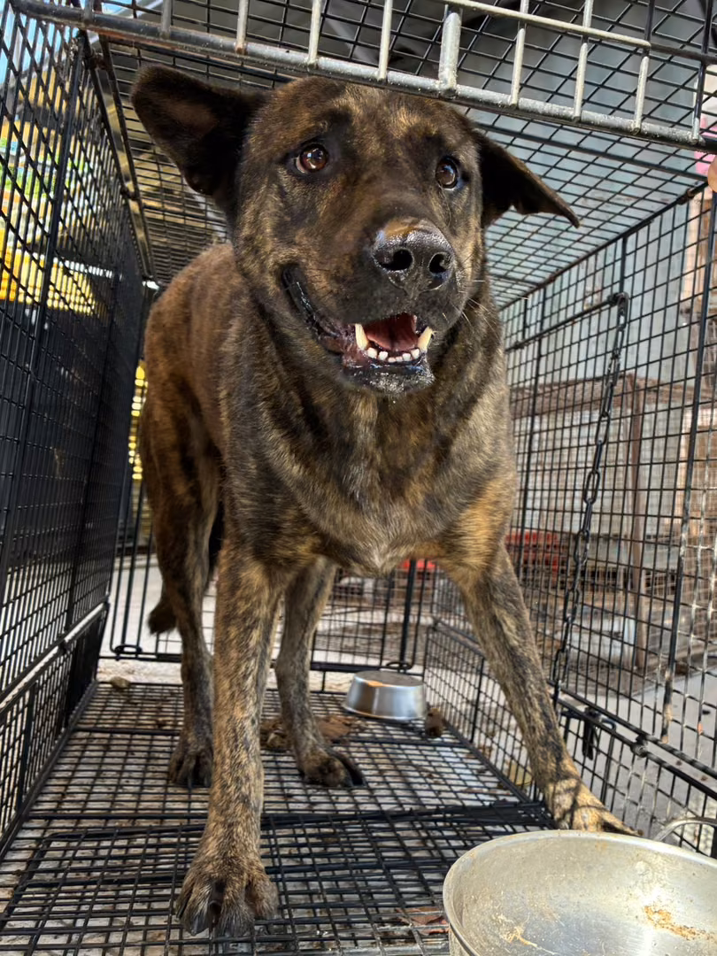 The dog, from the shelter's listing