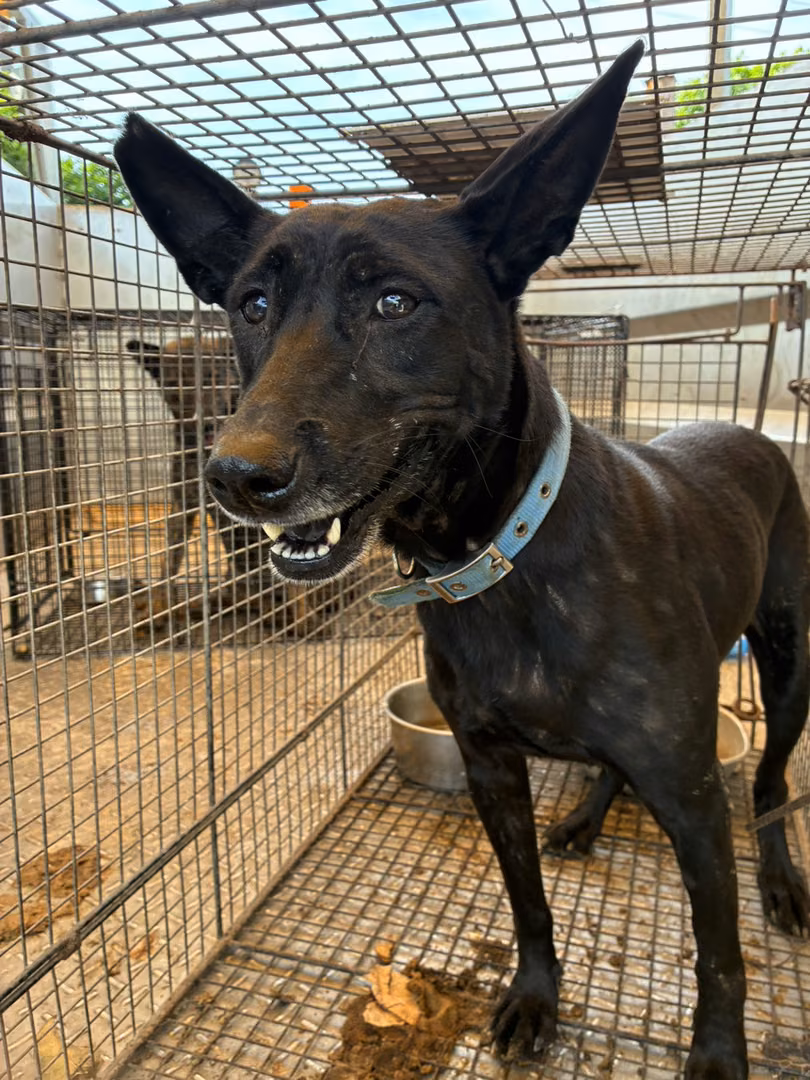 The dog, from the shelter's listing