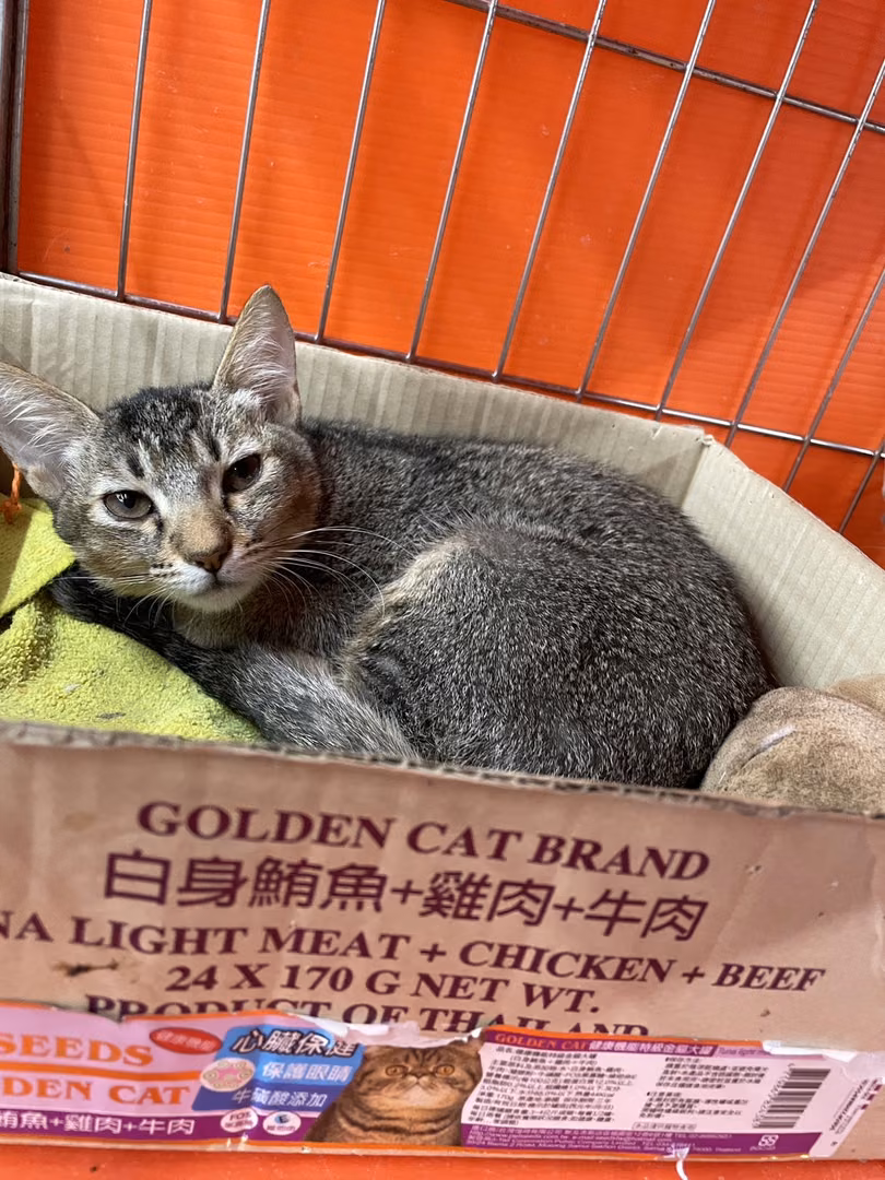 The cat, from the shelter's listing