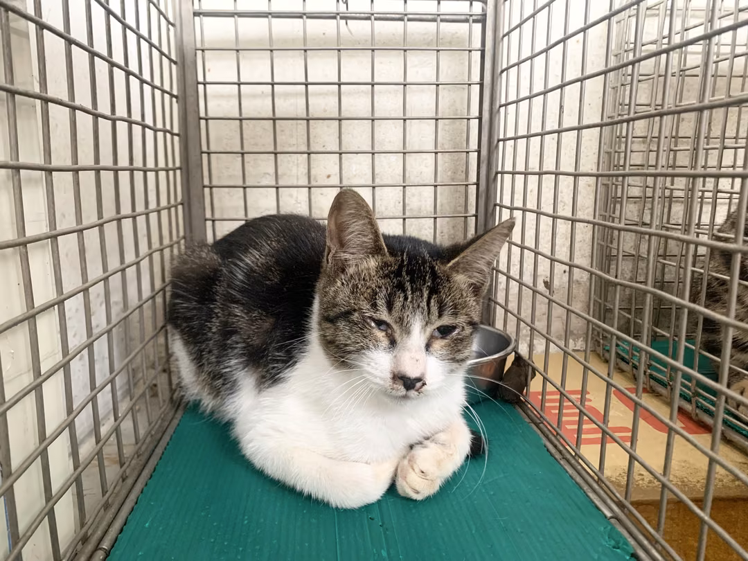 The cat, from the shelter's listing