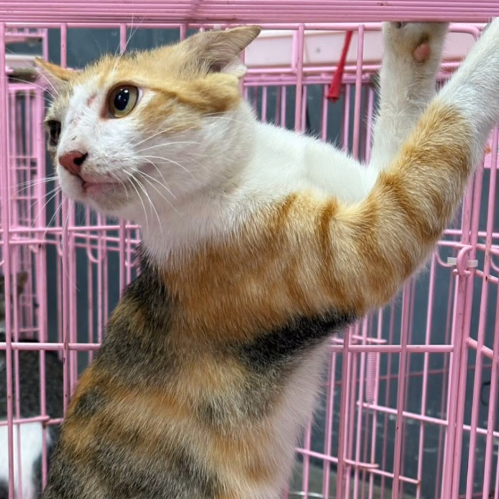 The cat, from the shelter's listing