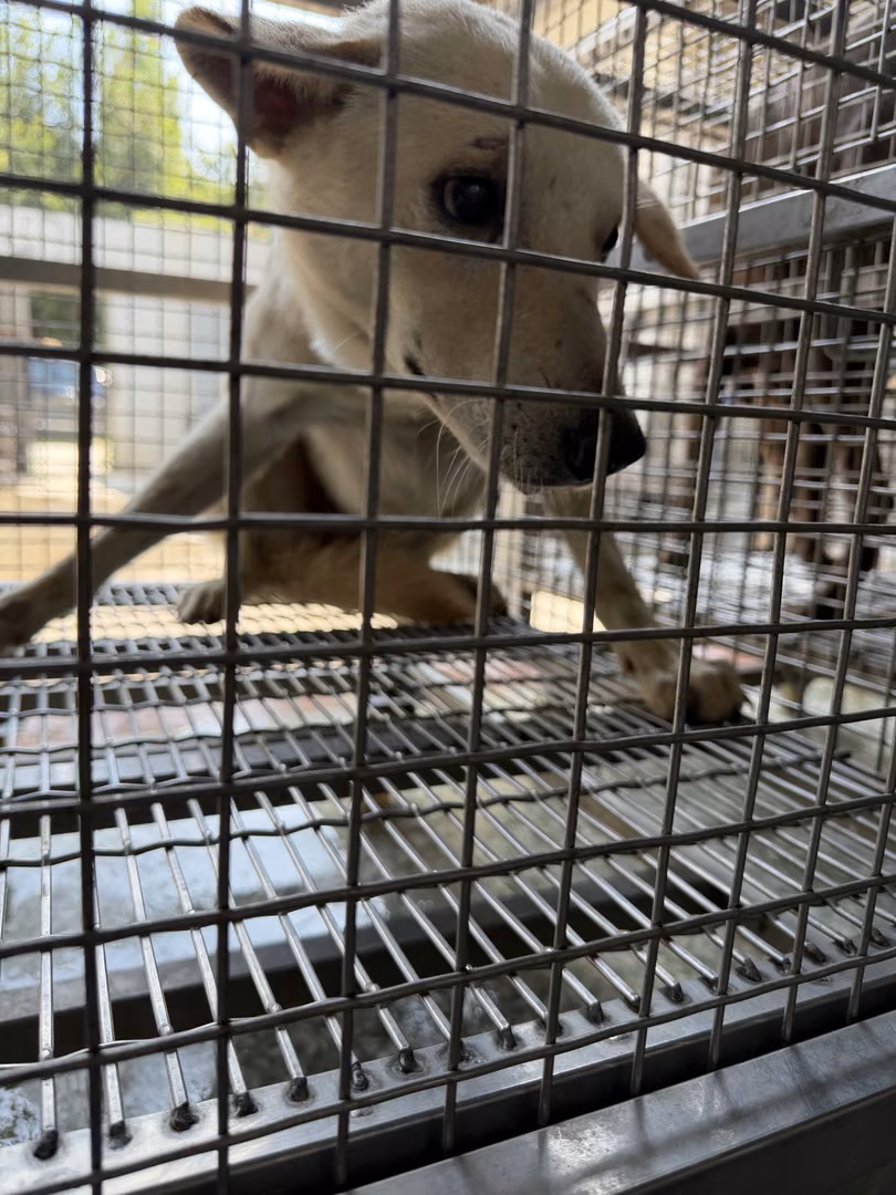 The dog, from the shelter's listing