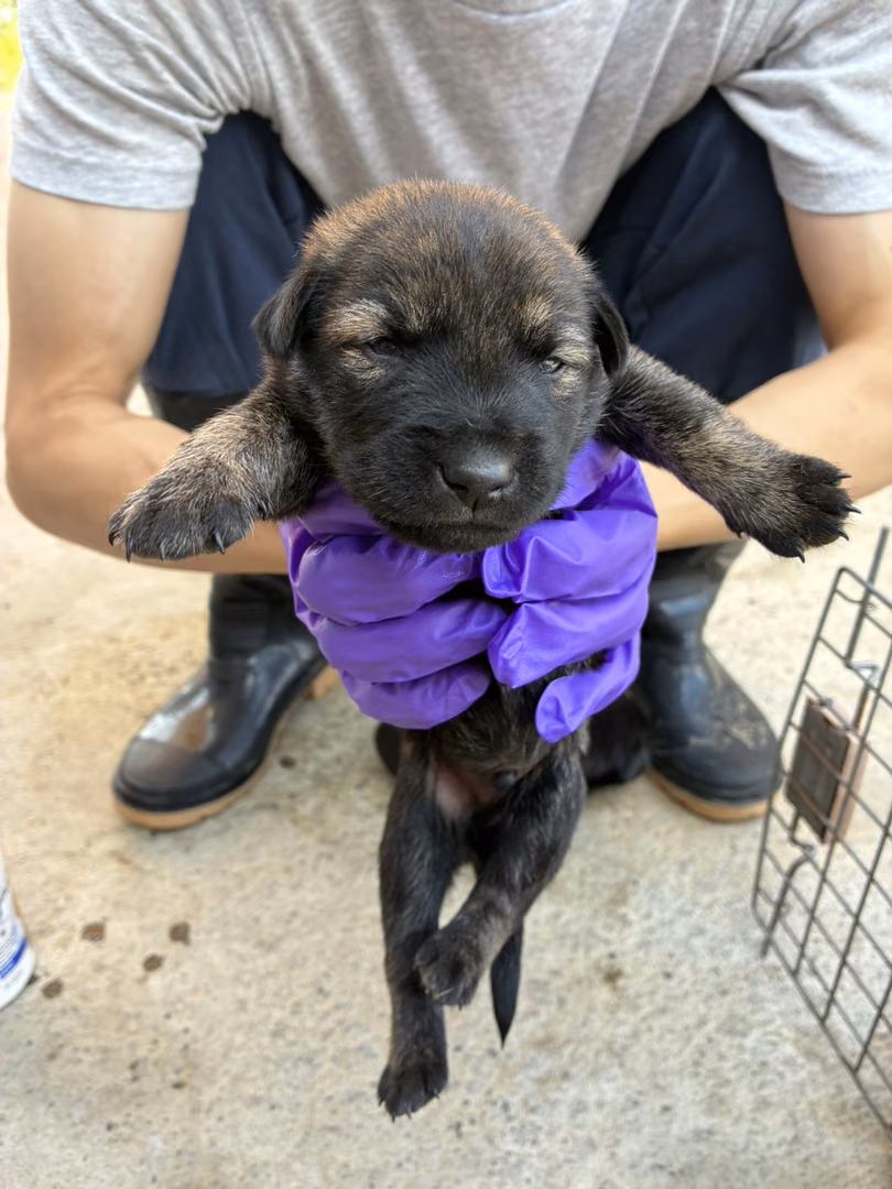 The dog, from the shelter's listing