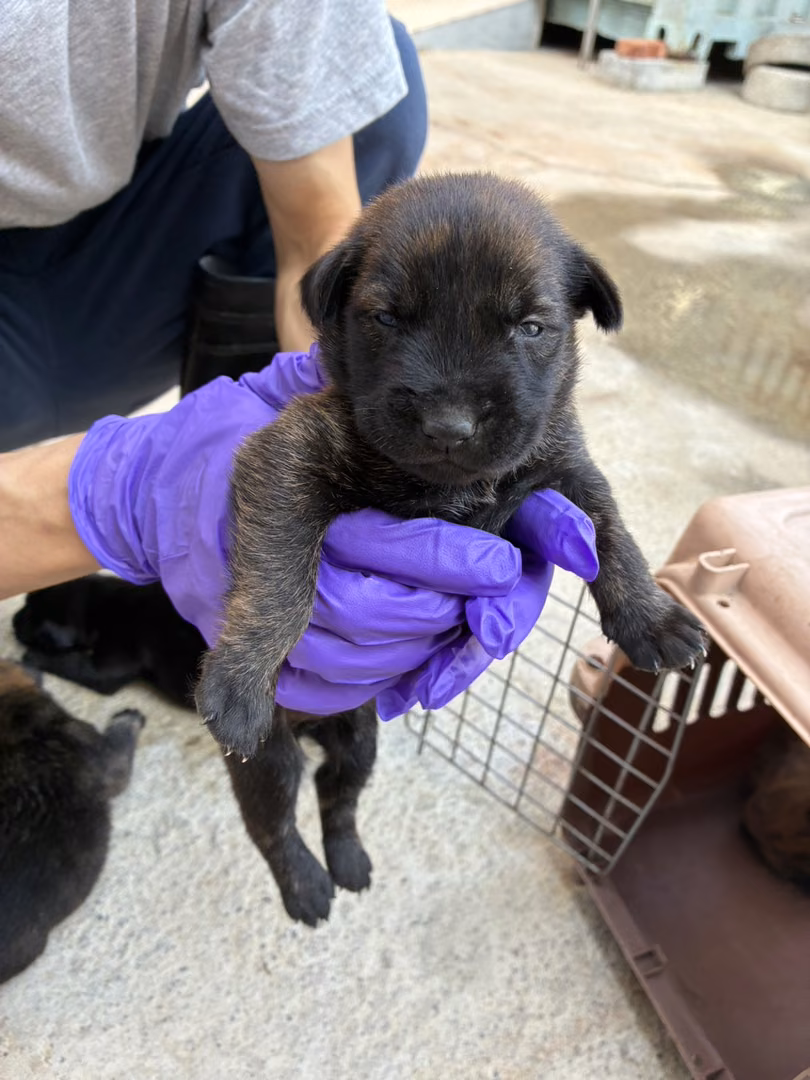 The dog, from the shelter's listing