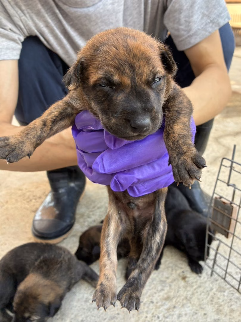 The dog, from the shelter's listing