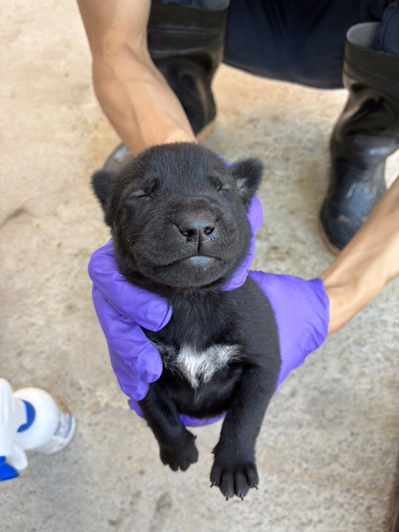 The dog, from the shelter's listing