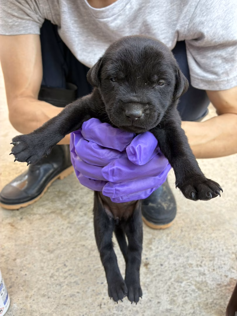 The dog, from the shelter's listing