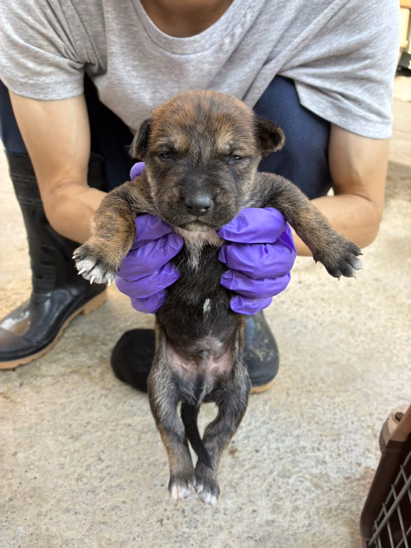 The dog, from the shelter's listing