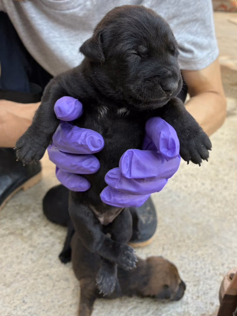 The dog, from the shelter's listing