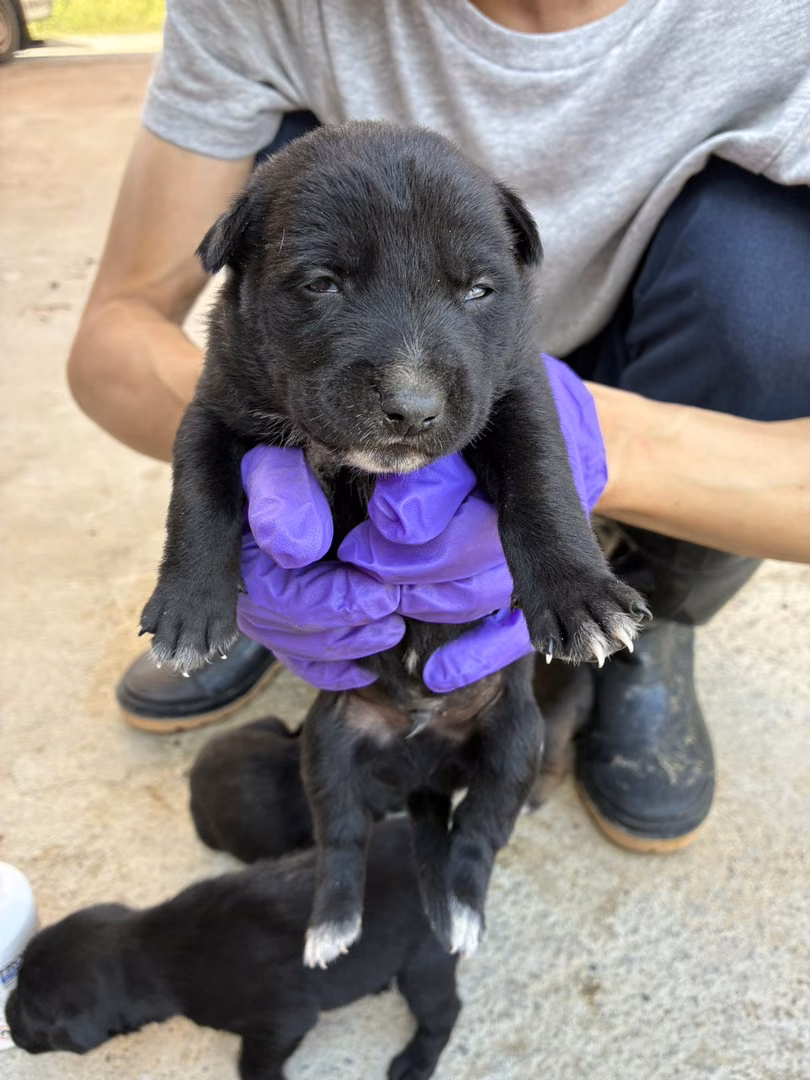 The dog, from the shelter's listing