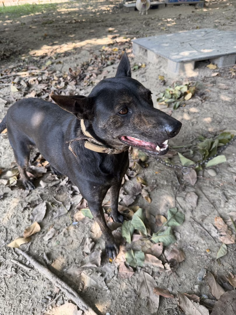 The dog, from the shelter's listing