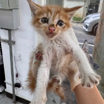 The cat, from the shelter's listing