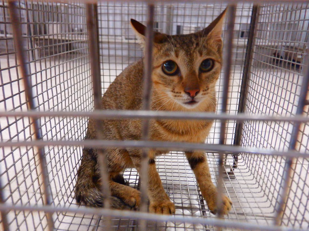 The cat, from the shelter's listing