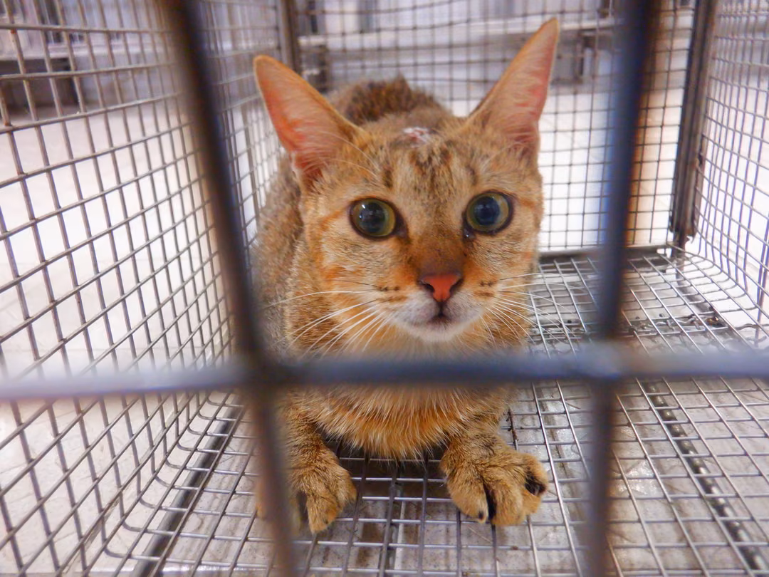 The cat, from the shelter's listing