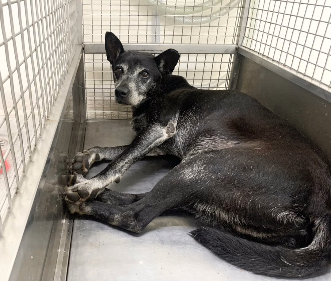 The dog, from the shelter's listing