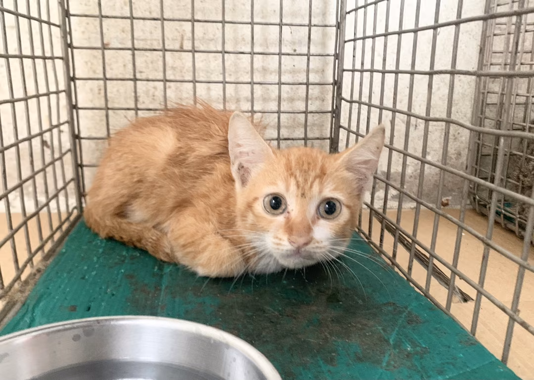 The cat, from the shelter's listing