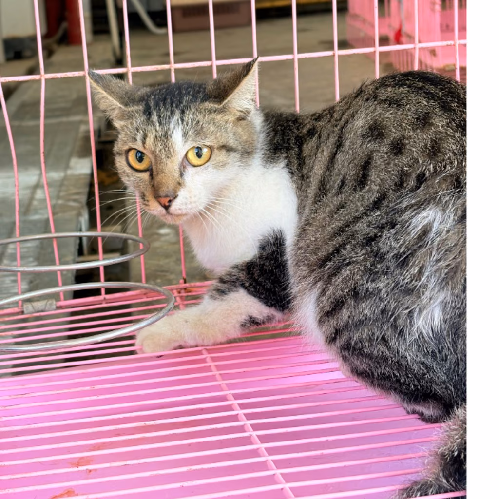 The cat, from the shelter's listing