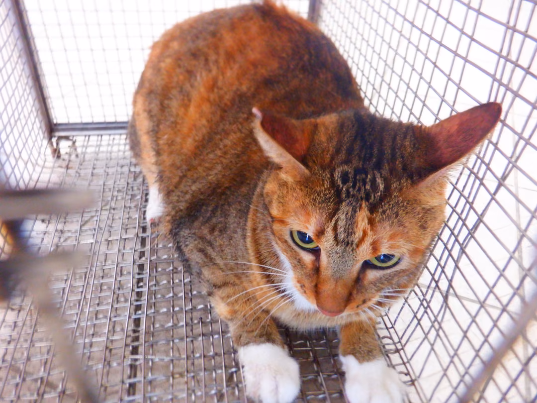 The cat, from the shelter's listing