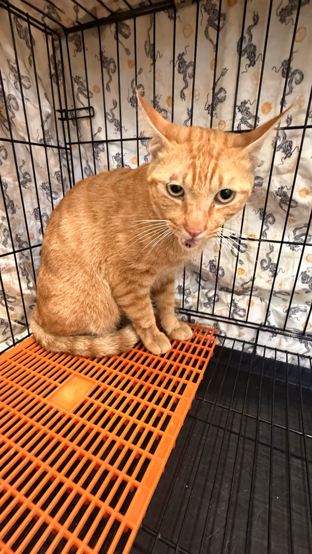 The cat, from the shelter's listing