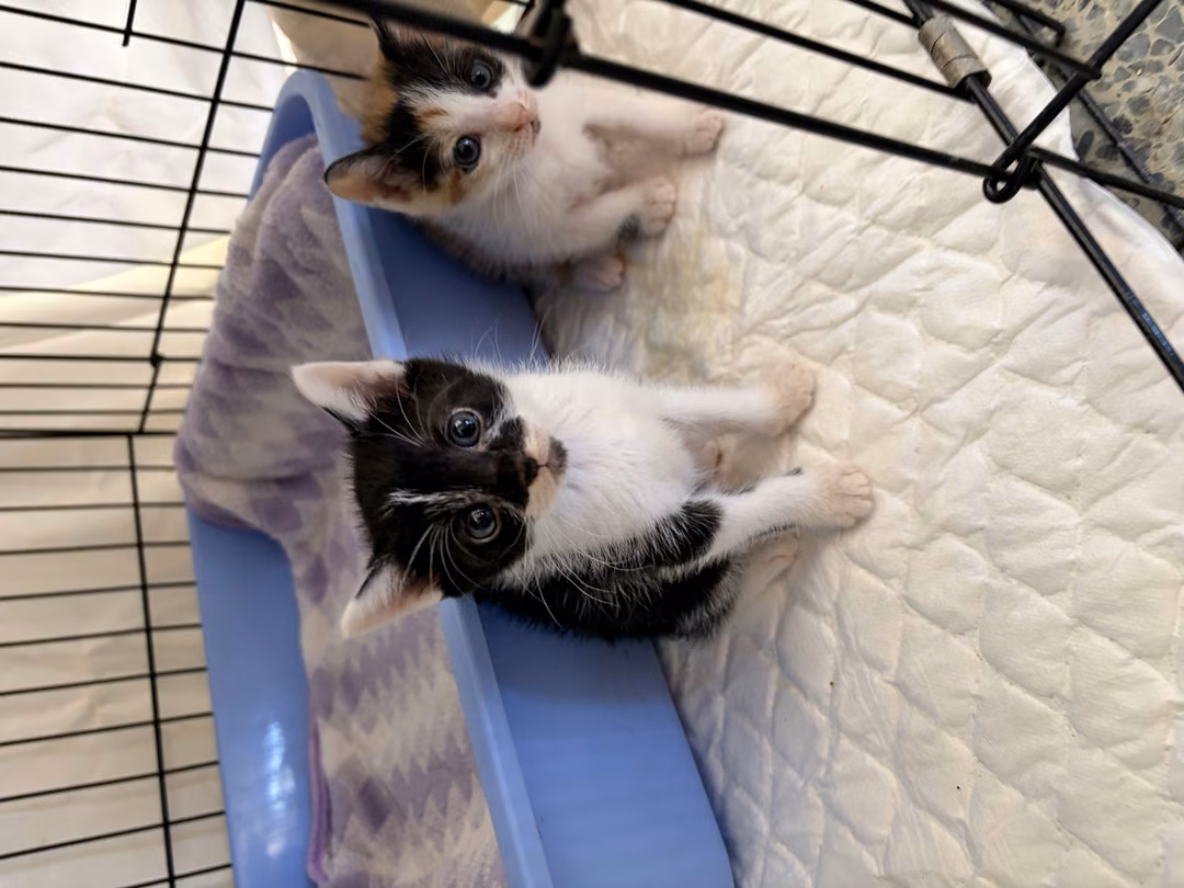 The cat, from the shelter's listing