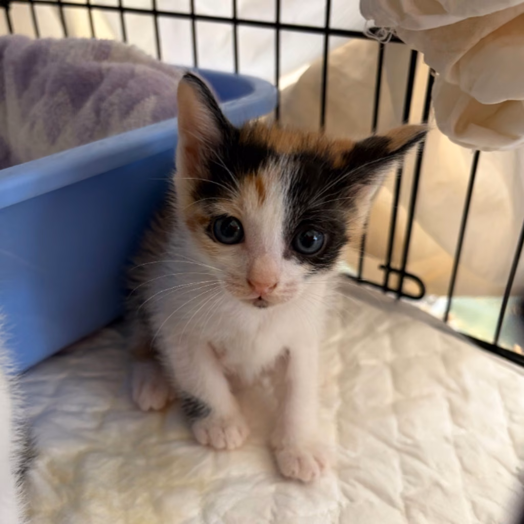 The cat, from the shelter's listing