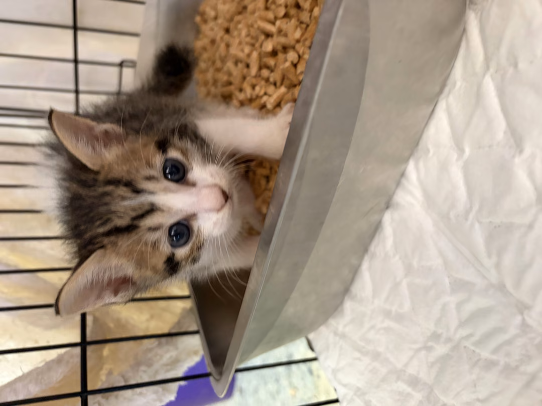 The cat, from the shelter's listing
