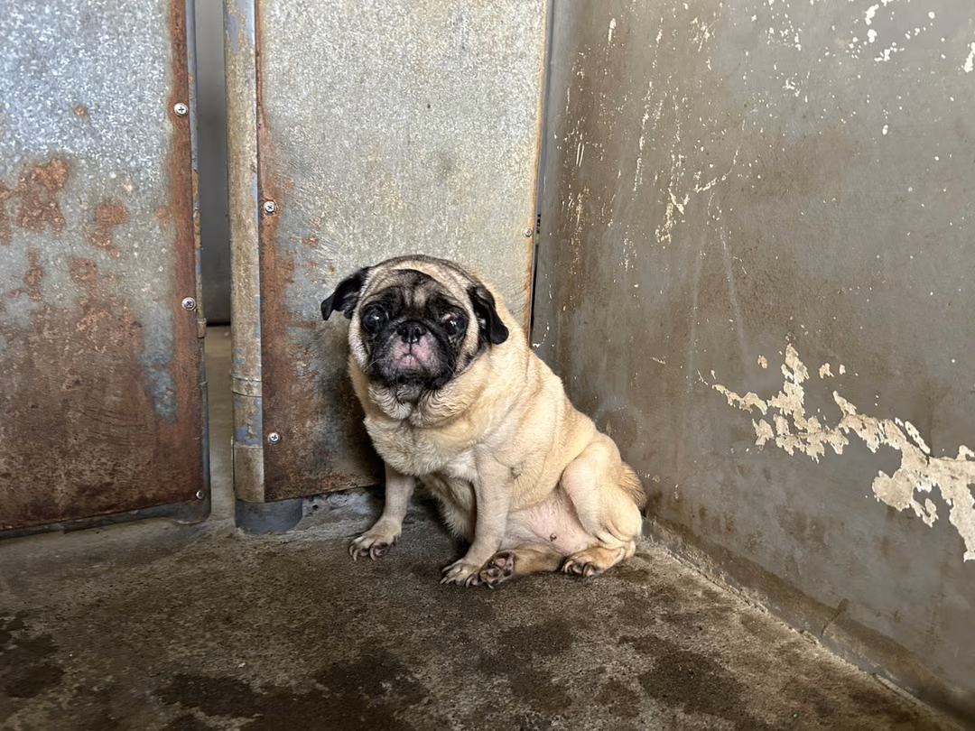 The dog, from the shelter's listing