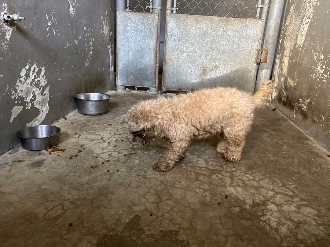 The dog, from the shelter's listing