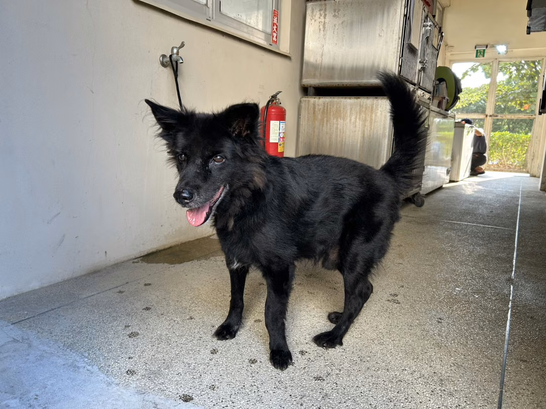 The dog, from the shelter's listing