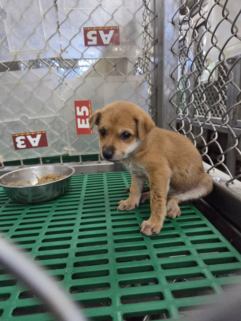 The dog, from the shelter's listing