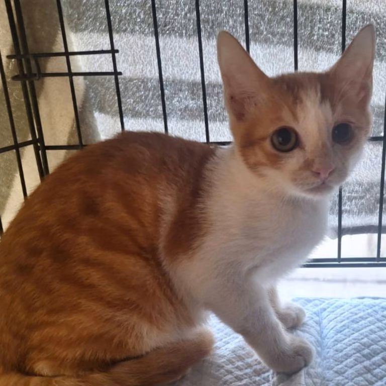 The cat, from the shelter's listing