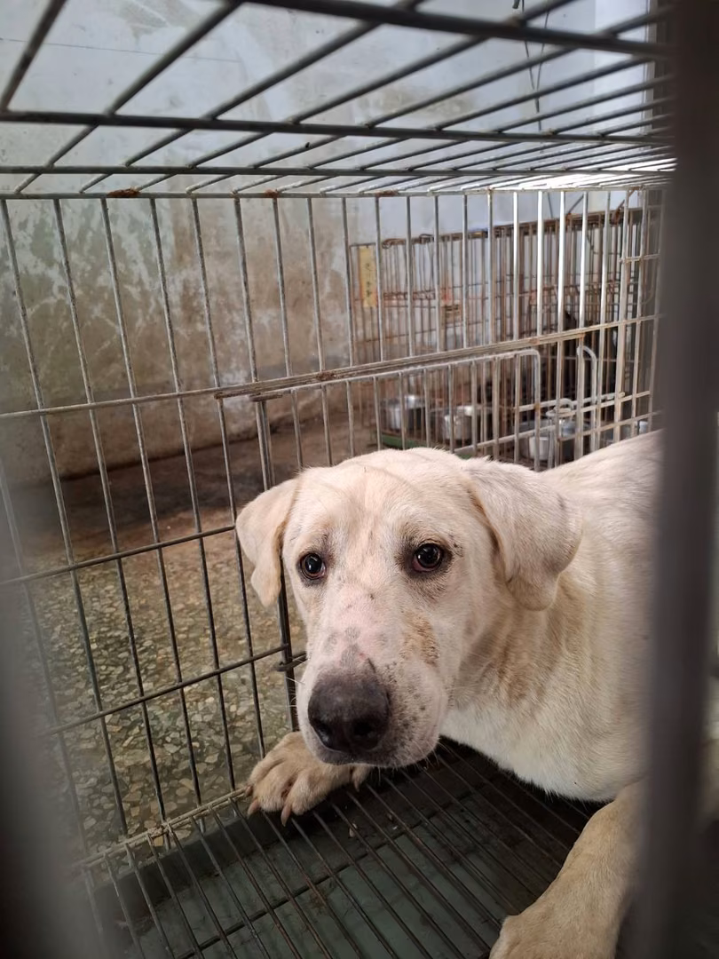 The dog, from the shelter's listing