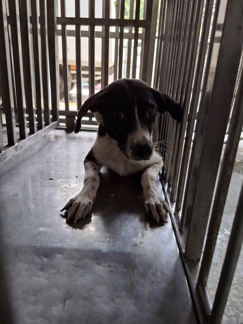 The dog, from the shelter's listing