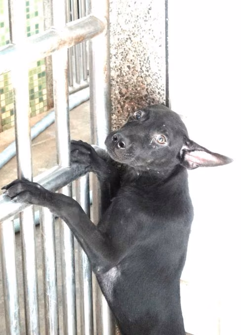 The dog, from the shelter's listing