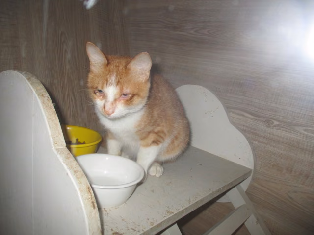 The cat, from the shelter's listing