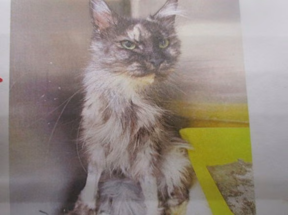 The cat, from the shelter's listing