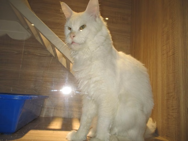The cat, from the shelter's listing