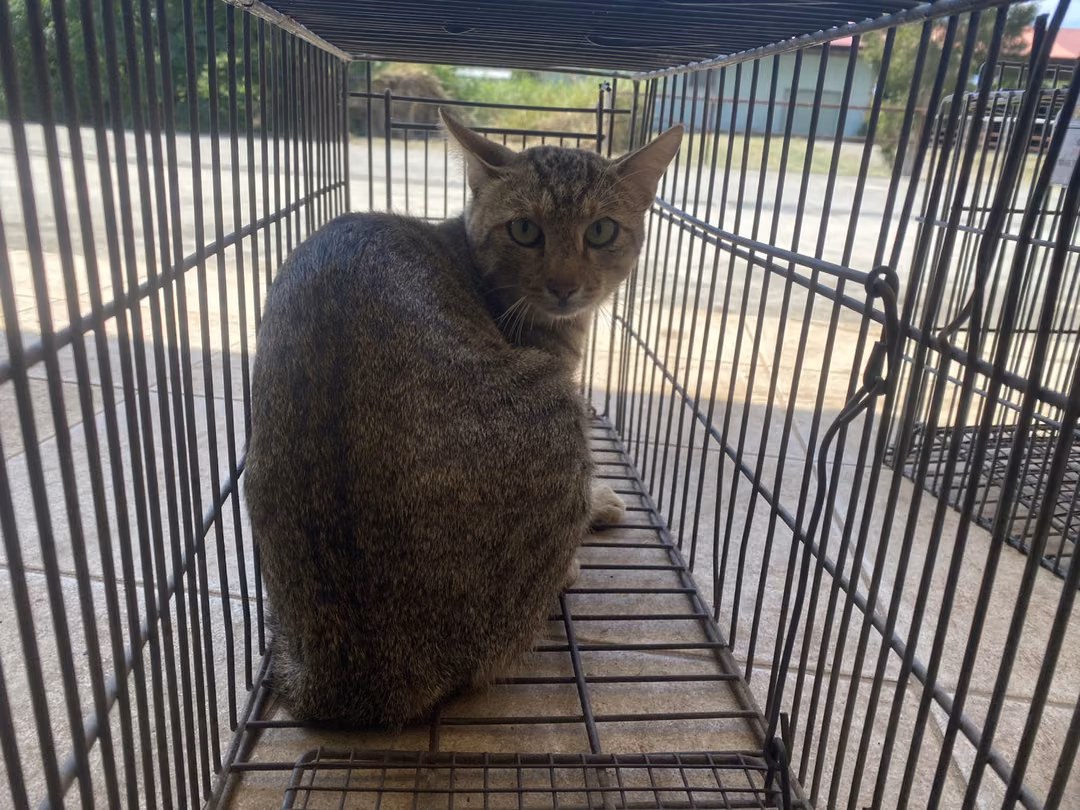 The cat, from the shelter's listing