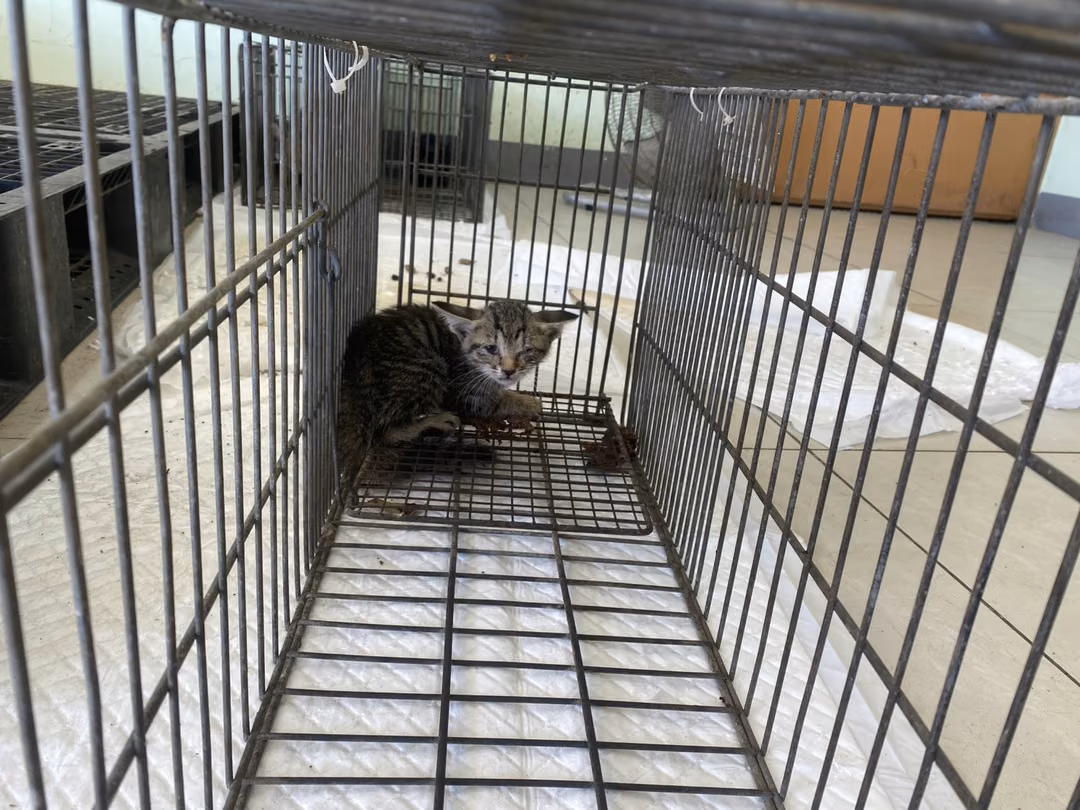 The cat, from the shelter's listing